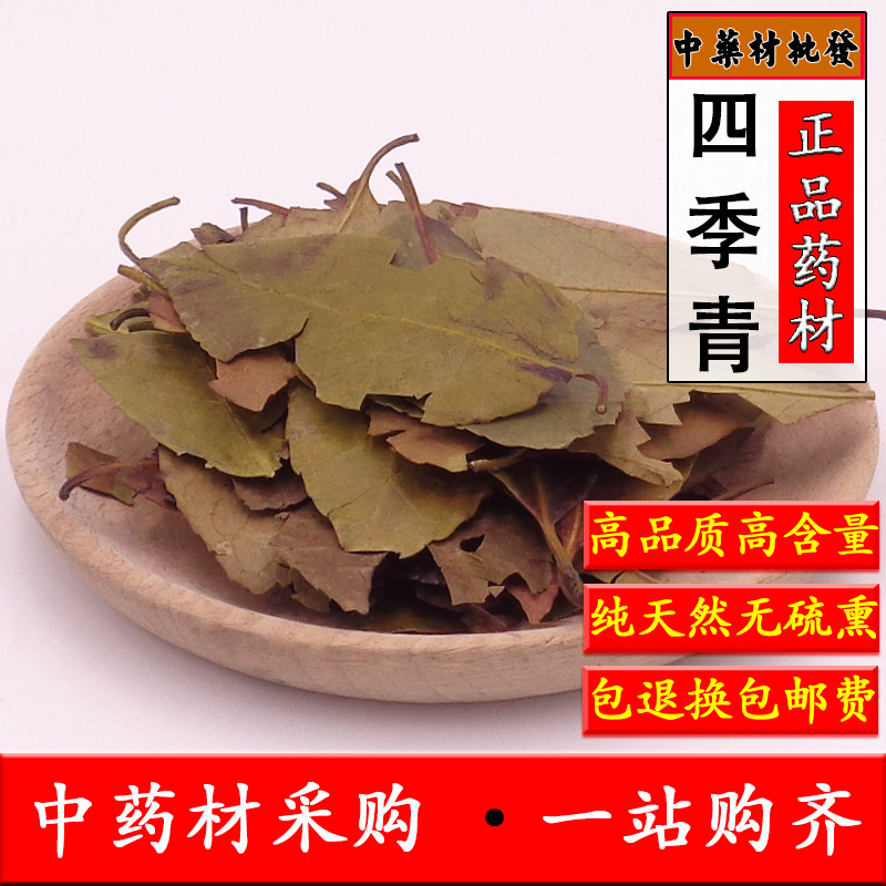 中药材天然四季青500克包邮  正品四季青叶 红冬青 正品四季青叶