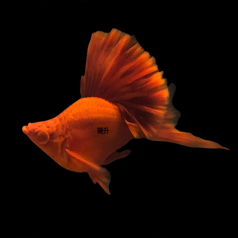 高鳍菊花帆红剑球鱼高帆红箭鱼红箭球鱼小型热带观赏鱼胎生鱼孕母