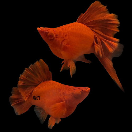 活体热带观赏鱼红箭鱼淡水红剑球