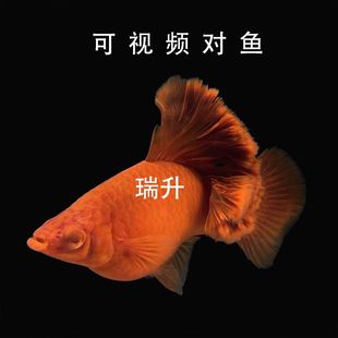 精品高鳍菊花帆红箭鱼高帆狼牙帆红剑鱼鱼苗胎生鱼孕母纯种观赏鱼