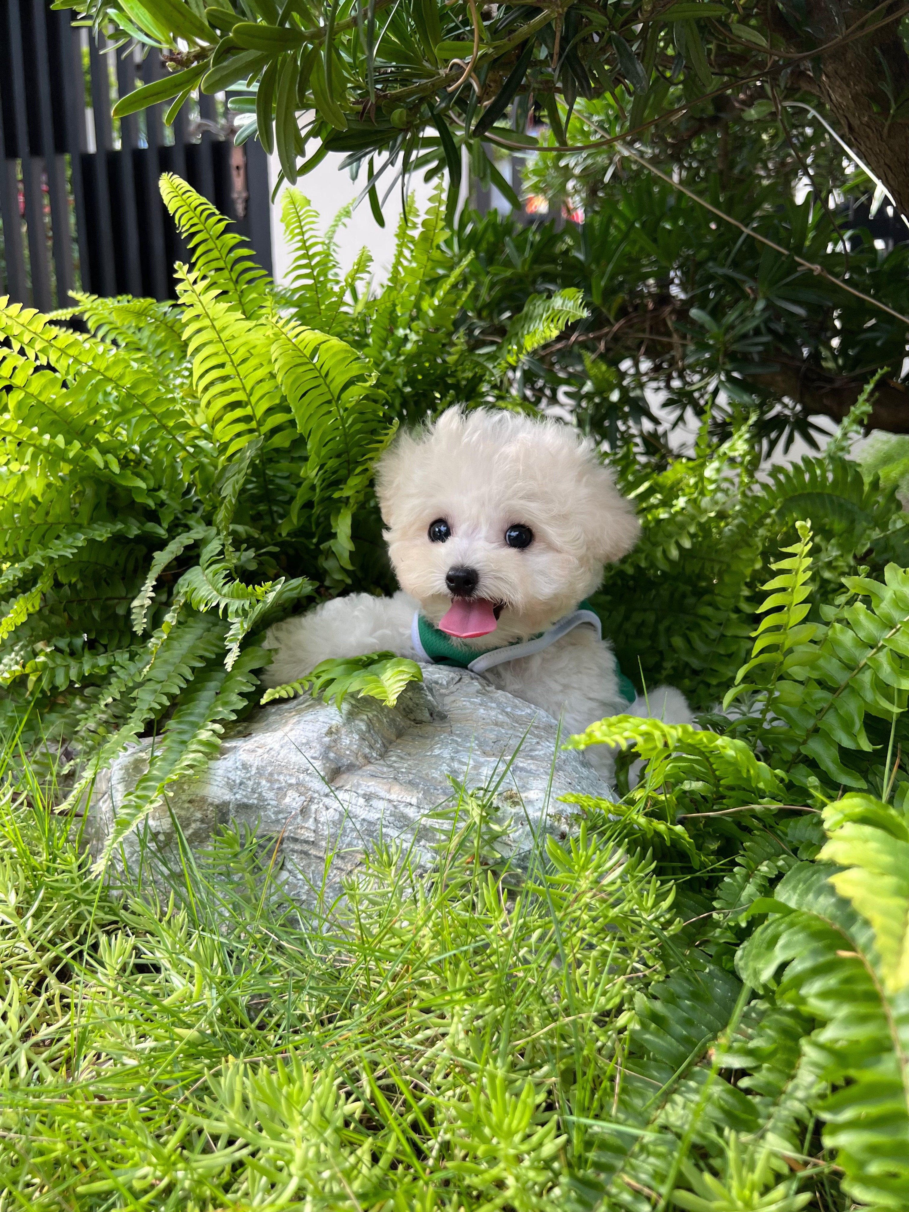 名士宠物深圳纯种小型犬比熊犬活体标体比熊可爱呆萌狗狗编号a607