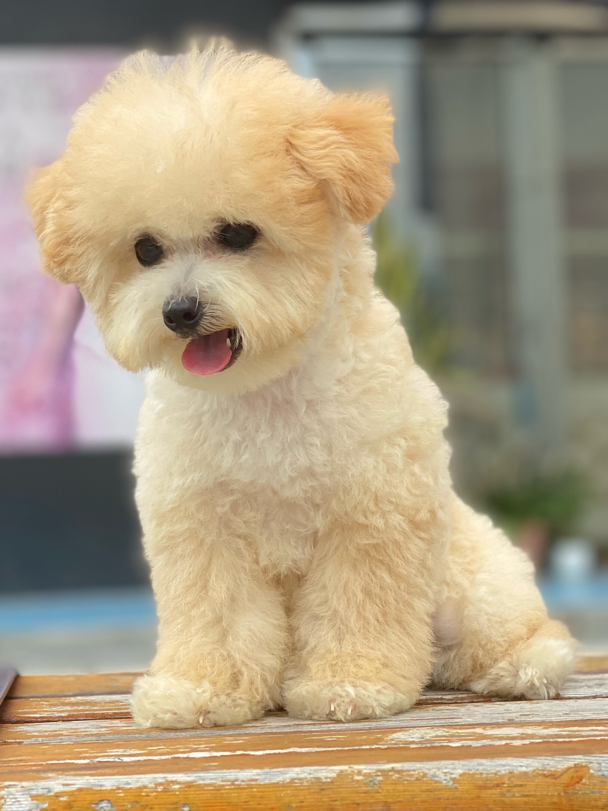 纯种贵宾犬比熊犬宠物狗活幼体小型茶杯犬白色香槟色泰迪比熊幼犬