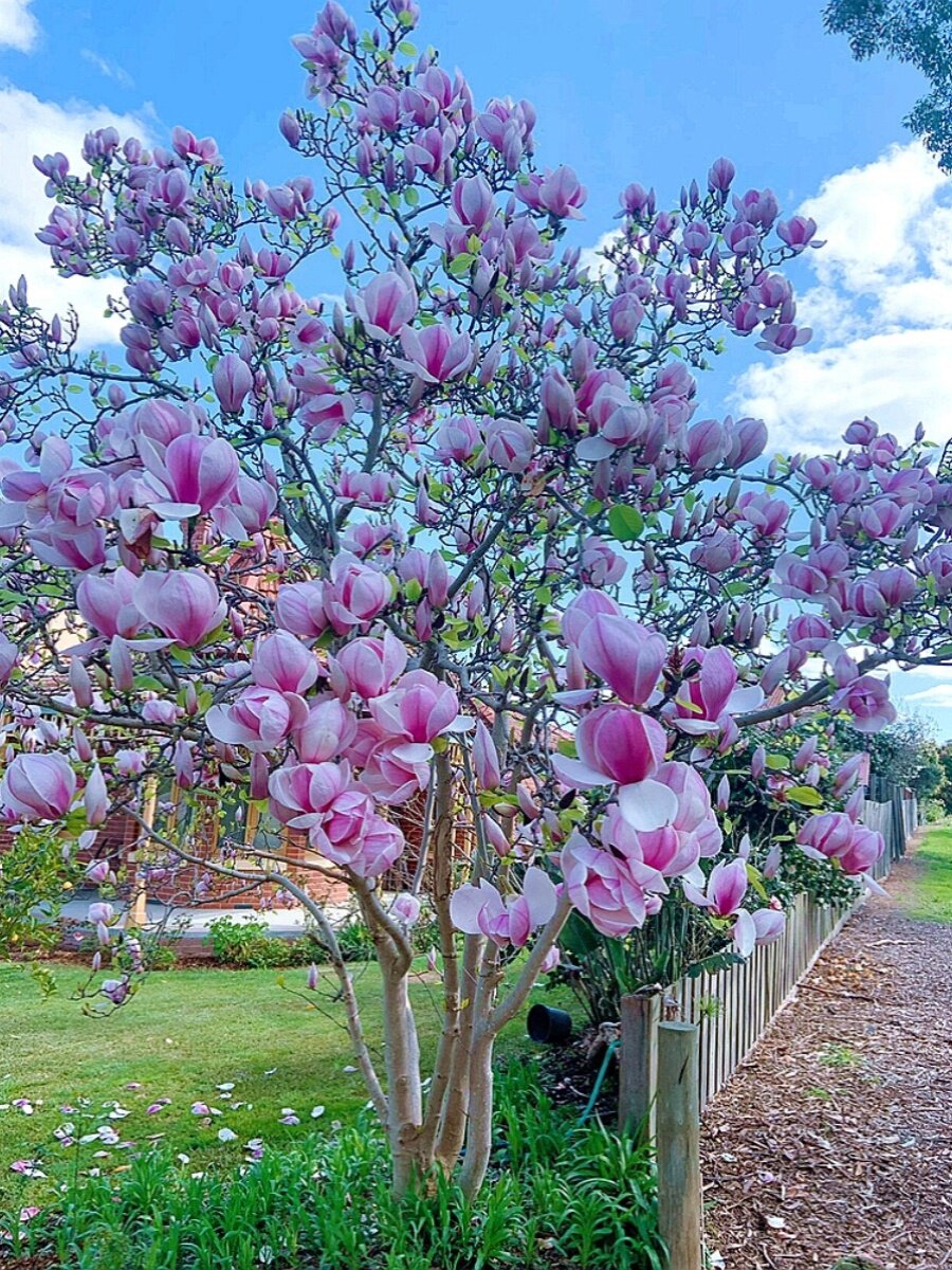 玉兰花树苗精品大树红白黄广玉兰苗盆栽花卉阳台庭院盆栽耐寒植物