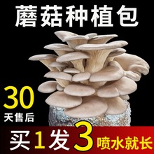 蘑菇种植包黑平菇蘑菇菌棒香菇金针菇菌种包袋装家庭自种食用菌包