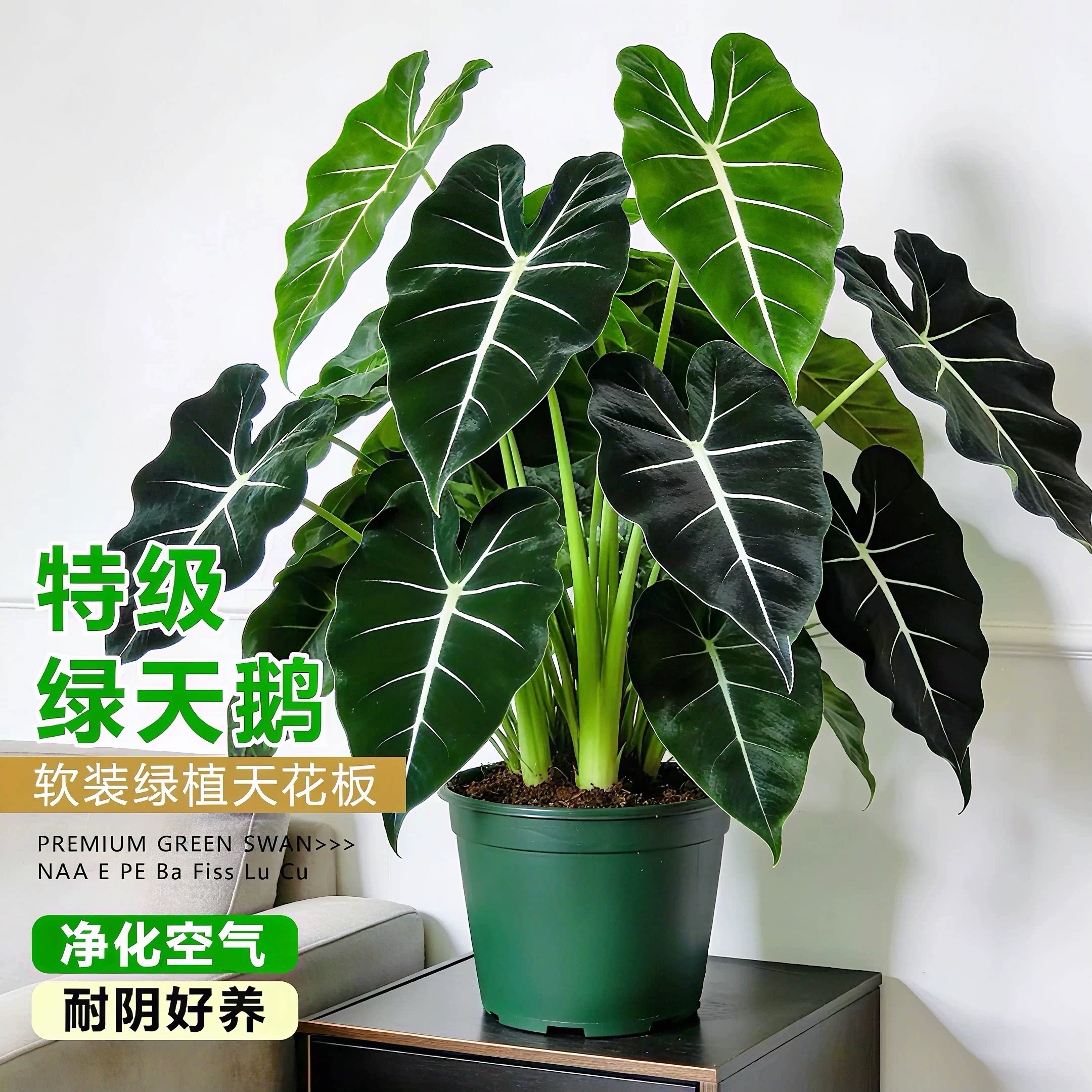绿天鹅绒海芋水培室内易养观叶大叶盆栽办公室桌面摆INS热植新手