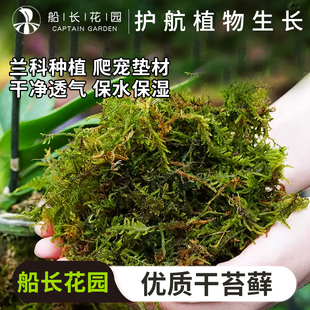 干苔藓天然优质青苔蝴蝶兰花专用水苔石斛种植营养土爬宠乌龟垫材