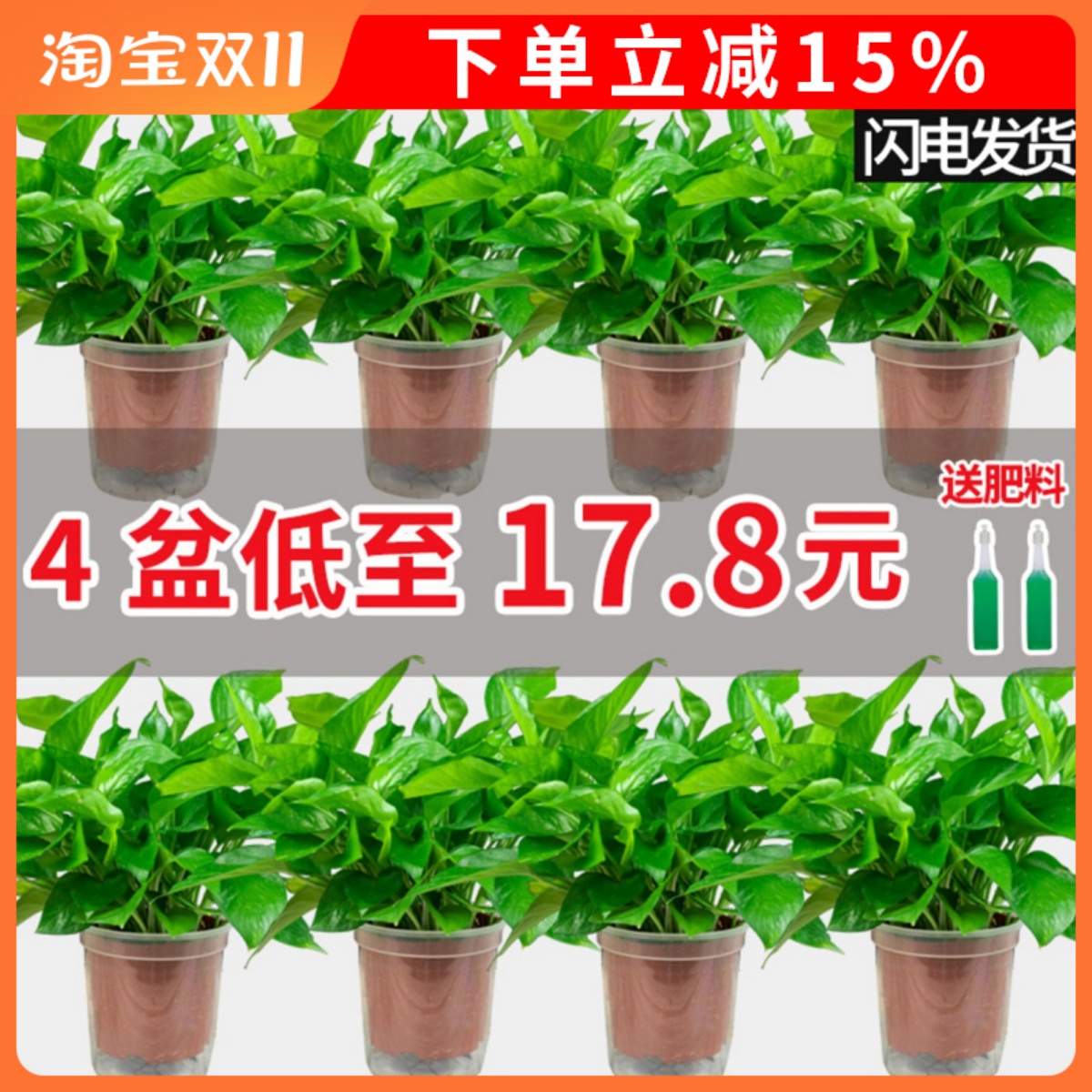 绿萝室内除甲醛植物花卉办公室大盆栽水培绿箩新房家用绿植吸甲醛