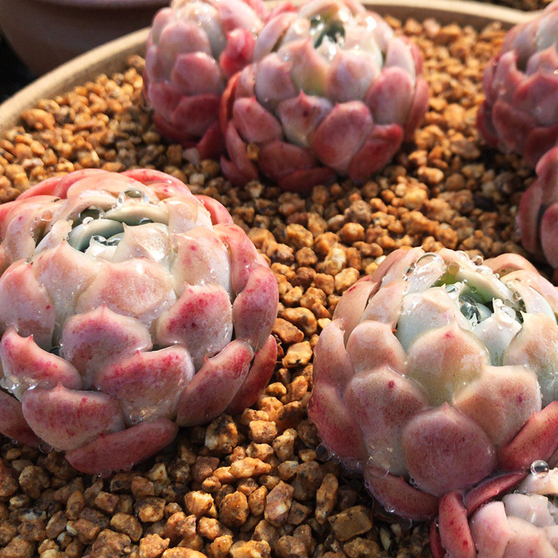 网友分享在meiguo.com的图片