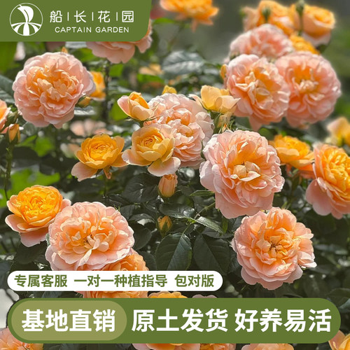 月季花苗盆栽植物庭院藤本玫瑰花