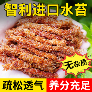 毛毛虫水苔干水苔蝴蝶兰专用智利进口苔藓乌龟造景土兰花专用植料