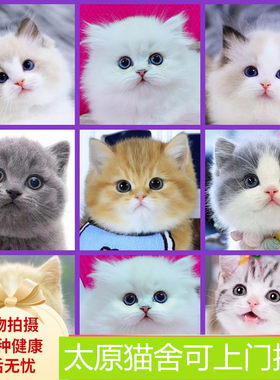 纯种银渐层英短蓝猫白折