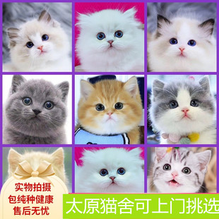 太原猫舍纯种英短蓝猫幼猫银渐层美短蓝白折耳短腿宠物猫咪小猫