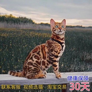 纯种孟加拉豹猫黄金豹猫活体宠物猫幼崽雪豹银豹猫咪活物短毛猫咪