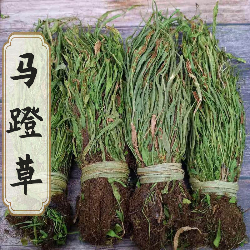 新鲜货马蹬草全草250g过桥草还阳草小石韦中药材店铺大全一件包邮