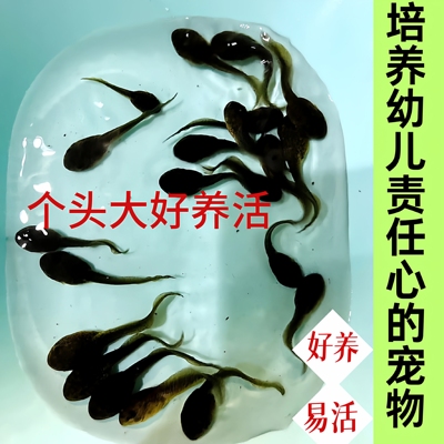 水族宠物小蝌蚪幼苗牛蛙蝌蚪饲喂乌龟喂鱼养鱼幼儿园观察自然角