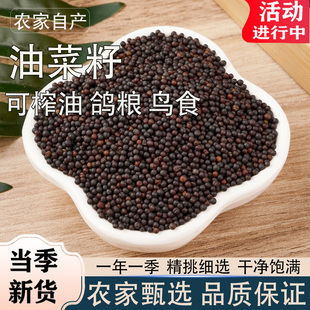 油菜籽新货榨油鸽粮牡丹鹦鹉芙蓉鸟玉鸟优质鸟食家用表皮干净