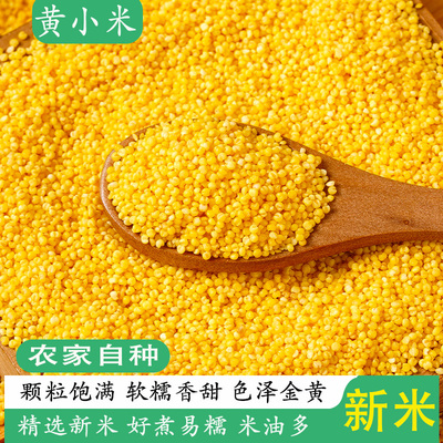 新小米黄小米熬粥米油2025新米