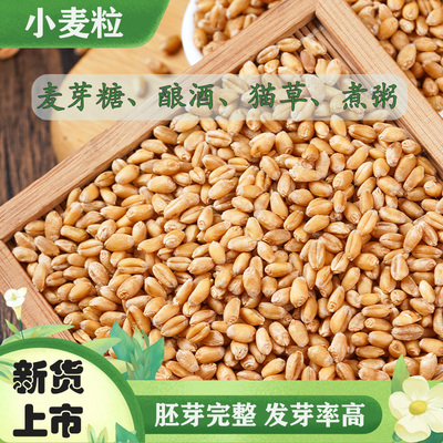 25年新货小麦粒带皮胚芽
