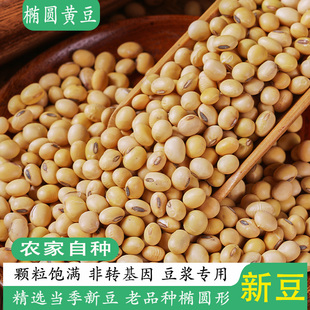 东北农家新货椭圆黄豆5斤 打豆浆专用新货大豆新黄豆非转基因粗粮