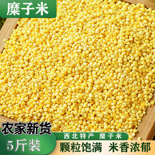 糜子米新米硬米山西农家自产五谷杂粮磨粉陕北高品质不沾炒米摊黄
