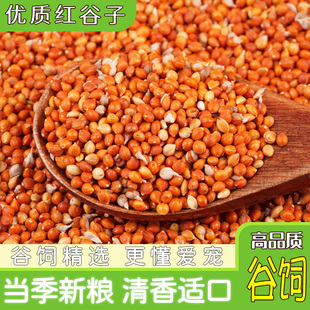 红谷子 鹦鹉文鸟八哥黄谷子牡丹玄凤虎皮粮鸟粮鸟食5斤非面包虫
