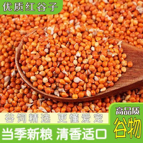 红谷子优质新米适口好鹦鹉原粮