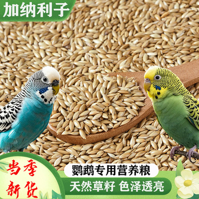 加纳利子鹦鹉粮鸟食鸽粮饲料虎皮