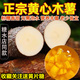 正宗广西黄心木薯黄肉木薯新鲜现挖蛋黄木薯糖水店专用
