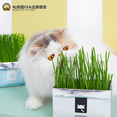 未卡猫草营养土种猫零食种植套装种子化毛吐毛球猫草种籽网红推荐