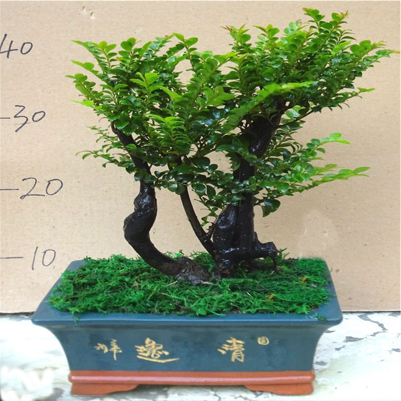 小叶紫檀盆景树桩客厅植物