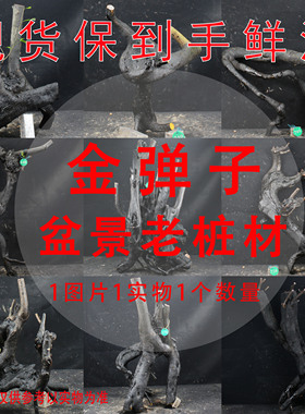 金弹子盆景老桩绿植花卉阳台室内盆栽常青不落叶兰瓶花金单子母桩
