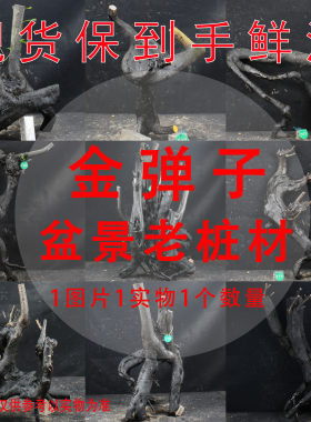 老桩金弹子好养阳台室内观果盆景