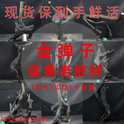 老桩金弹子好养阳台室内观果盆景