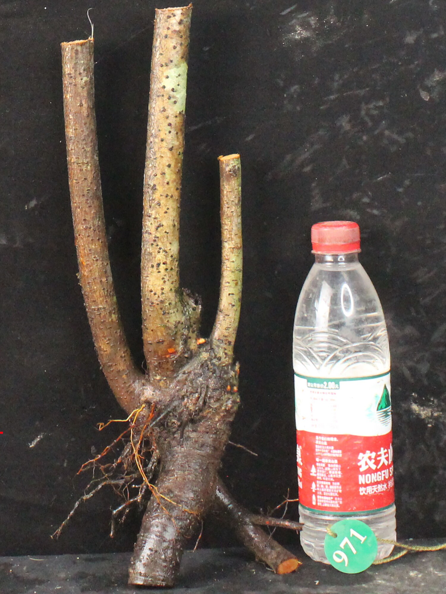 火棘树桩盆景老桩素材生桩阳台庭院观果植物红果火棘火把果盆景桩