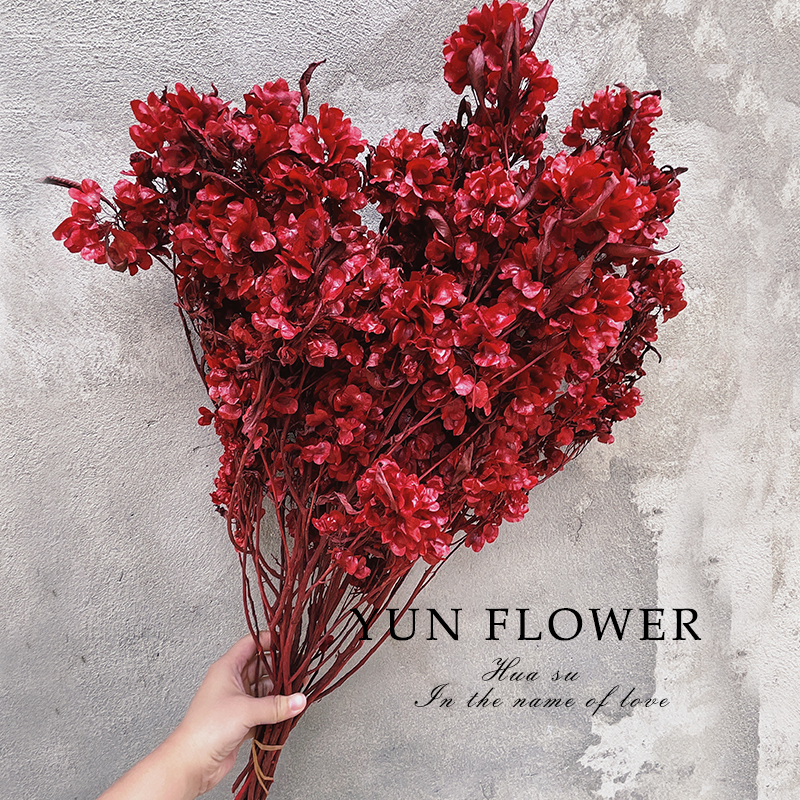 永生花迎客豆蝴蝶花天然真花红色喜庆干花装饰摆设插花白色干花