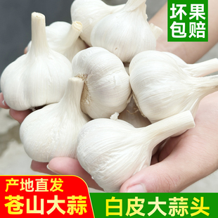 山东大蒜5斤干蒜3斤装 白皮四六瓣大蒜种子大蒜头 苍山农家新鲜当季