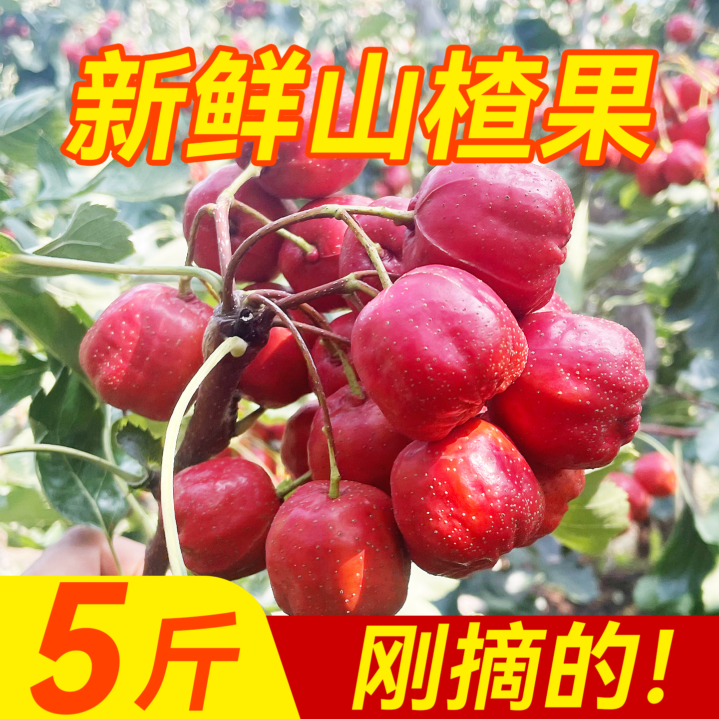 山楂鲜果大五棱新鲜软糯酸甜红果子山里红糖雪球冰糖葫芦专用大果