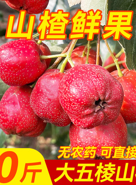 现摘现发！新鲜大五棱山楂糖葫芦