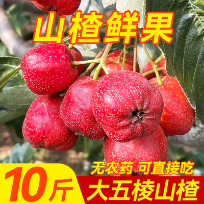 现摘现发！新鲜大五棱山楂糖葫芦