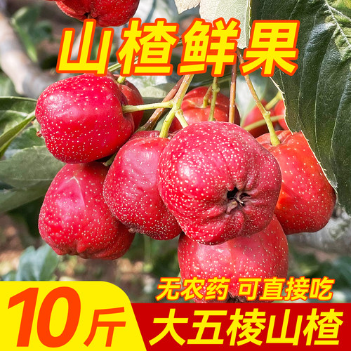 现摘现发！新鲜大五棱山楂糖葫芦