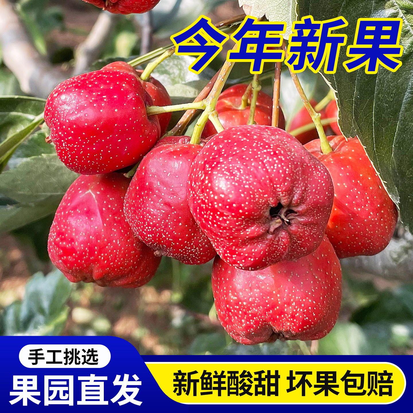 山楂鲜果大五棱新鲜软糯酸甜红果子山里红大金星冰糖葫芦专用大果