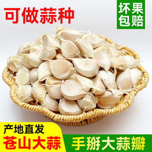 正宗山东苍山大蒜干蒜白皮四六瓣3斤生蒜瓣腊八蒜5斤可种大蒜种子