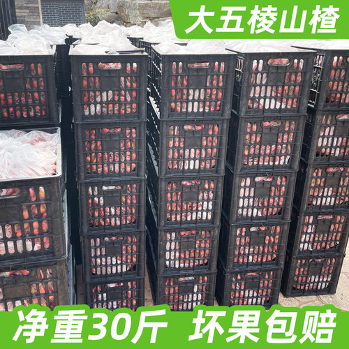 整框30斤批发！新鲜大五棱山楂果