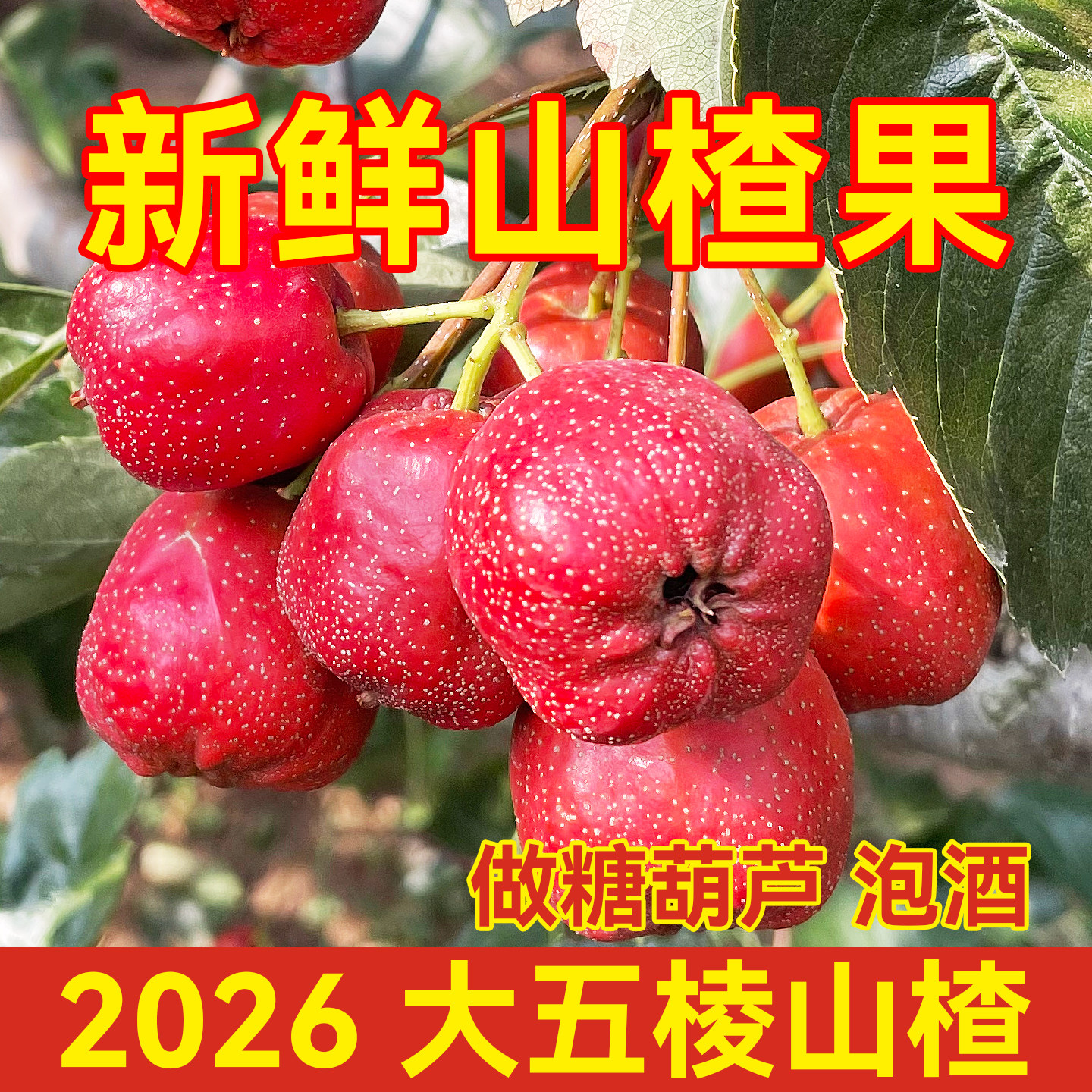 【2026新果】新鲜五棱山楂鲜果