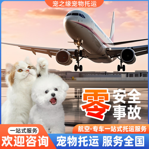 宠物托运服务宠物托运猫咪托运