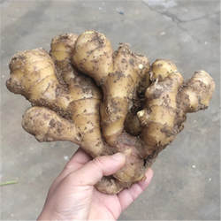 自家种植大姜生姜新鲜黄姜月子姜安丘大黄姜土姜老姜泥姜现挖发货