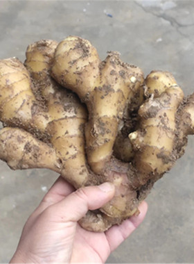 自家种植大姜生姜新鲜黄姜月子姜安丘大黄姜土姜老姜泥姜现挖发货