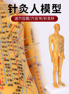 中医经络针灸教学人体模型可扎针