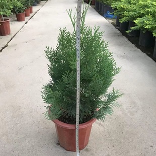 扁柏柏树盆栽夏季耐热绿植侧柏植物树苗室内外阳台除甲醛净化空气