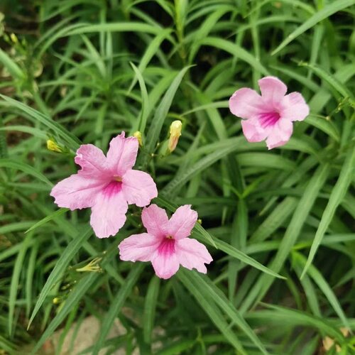翠芦莉四季开花耐高温地被植物